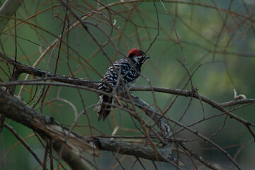 Nuttall's Woodpecker