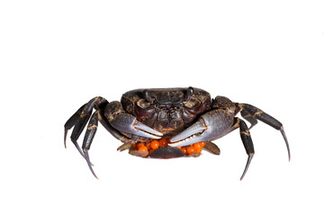 Fresh crab isolated on white background