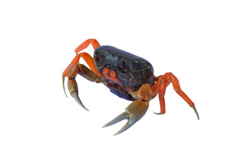 Fresh crab isolated on white background