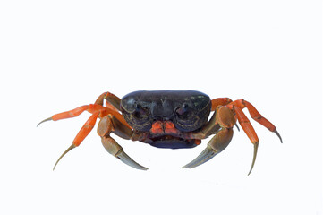 Fresh crab isolated on white background