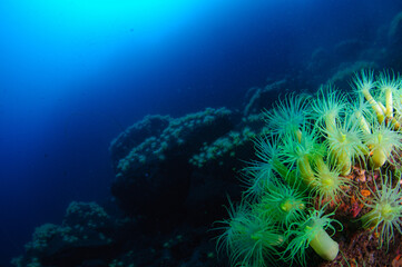 オオカワリギンチャク