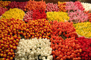 
tulips. tulips waiting to reach all the ladies on the occasion of March 8th.