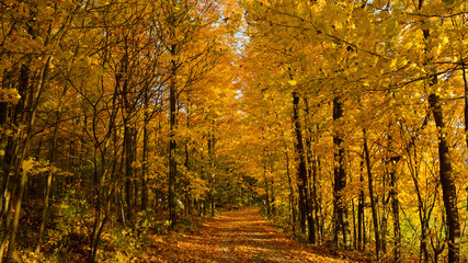 Autumn on the road less traveled