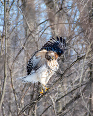Red Shouldered Hawk