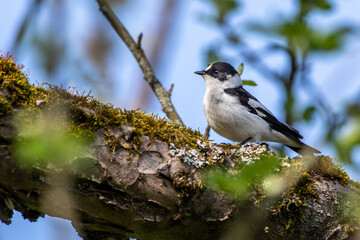 Halsbandschnäpper (Ficedula albicollis) Männchen