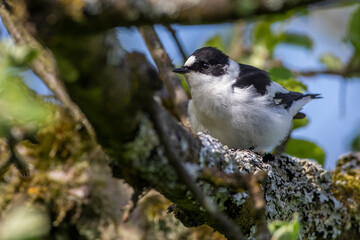 Fototapeta premium Halsbandschnäpper (Ficedula albicollis) Männchen