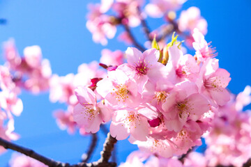 桜 花見 淡い サクラ さくら 美しい 幻想的 きれい ピンク 入学 卒業 新生活 春