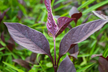 Red amaranth and green grass
