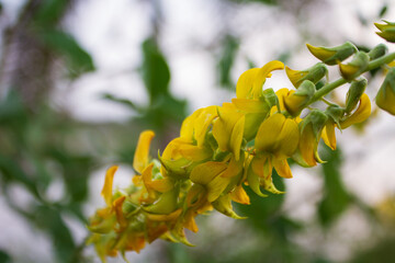 Caesalpinia on the lake
