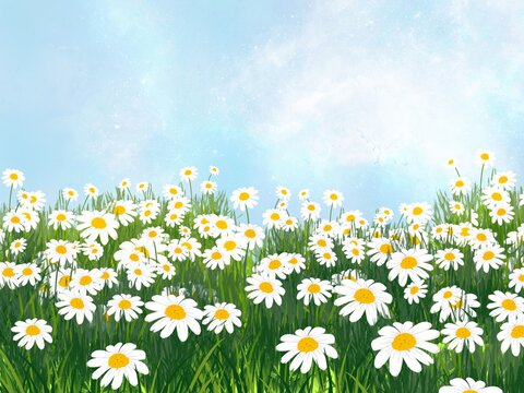 Field of daisies,A field of white chamomile flowers.  An illustration created on a tablet, used as a background image of the beauty and spring concept.