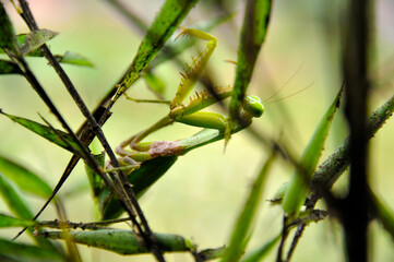Beautiful Praying Mantis