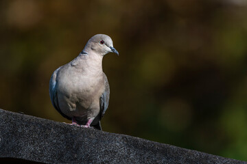 Obraz premium Türkentaube (Streptopelia decaocto)