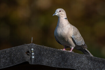 Türkentaube (Streptopelia decaocto)