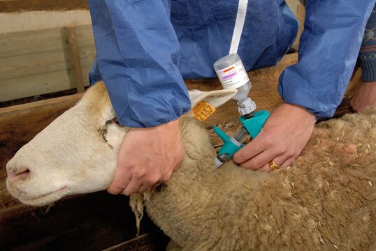 Vaccination mouton par un v&eacute;t&eacute;rinaire contre la fi&egrave;vre catarrhale ovine (FCO) dans un couloir de contention