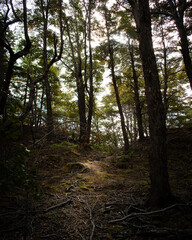 Obraz premium A green and beautiful forest in Torres del Paine National Park in Chile