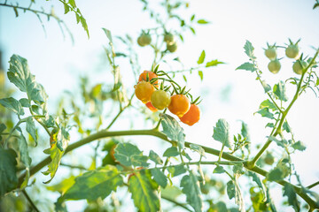 Beautiful tomatoes on the tree (Lycopersicon esculentum Mill.)