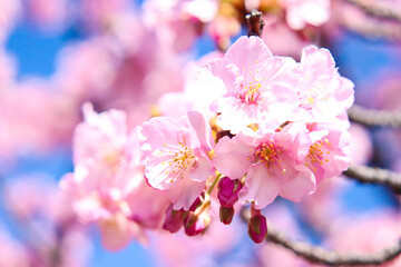 さくら 美しい 幻想的 きれい サクラ 桜 淡い ピンク 花見 入学 卒業 新生活