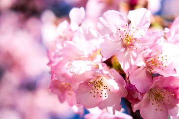 桜 サクラ 満開 さくら 花見 入学 花びら 美しい きれい かわいい パステル 