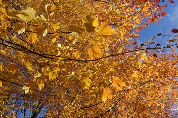 Beautiful yellow maple trees with blue sky.