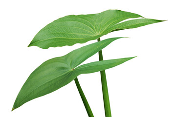 Green Leaves of Arrowhead Aquatic Plant Isolated on White Background with Clipping Path