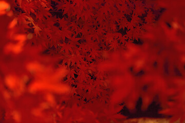 幻想的なもみじ