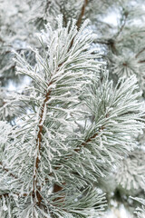 Hoarfrost on fir tree branch.  Close up. Natural winter background. Branch covered by snow.