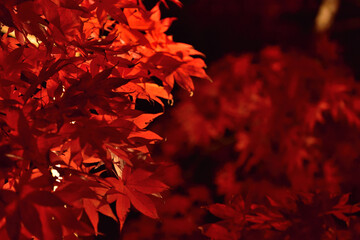 幻想的なもみじ