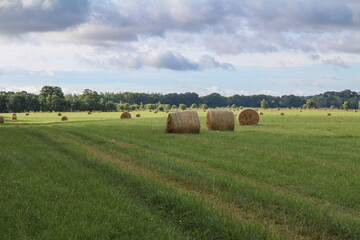 Rural field with cut grass.