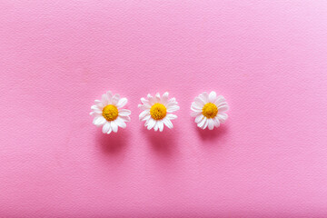 Obraz premium Three camomiles on the pink background. Flat lay spring and summer chamomile flowers on a pink background.