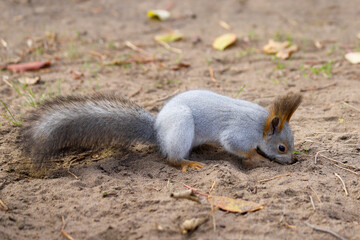 Eurasian red squirrel in grey winter coat digging in a sand on the ground seeking something to eat