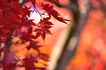 紅葉の背景