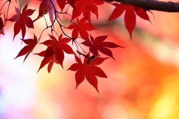 紅葉の背景