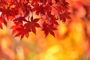 紅葉の背景