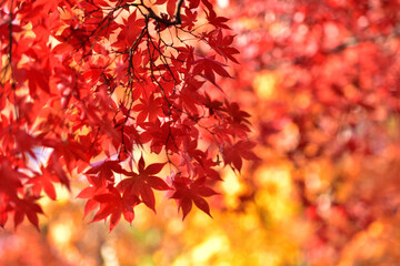 紅葉の背景