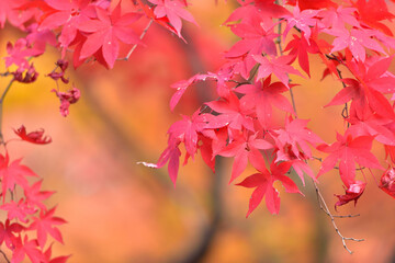 紅葉の背景