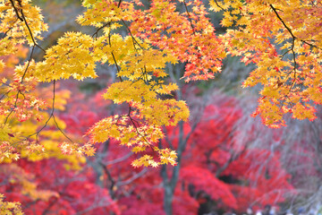 紅葉の背景