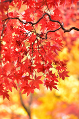 紅葉の背景