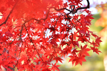 紅葉の背景