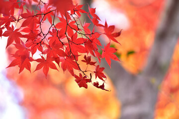 紅葉の背景