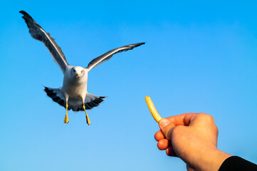 A seagull coming down from the sky to eat the snack in his hand.