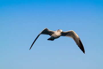 Fototapeta na wymiar A white seagull flying with its wings wide open under the background of a cloudless blue sky.