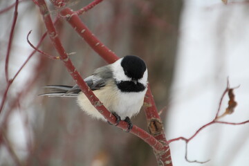 Chickadee Looking At Us, Gold Bar Park, Edmonton, Alberta