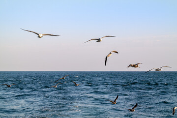 Fototapeta na wymiar Seagulls flying freely over the blue sea.