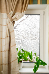 Window with a curtain, a flower on the windowsill overlooking a snow-covered tree.