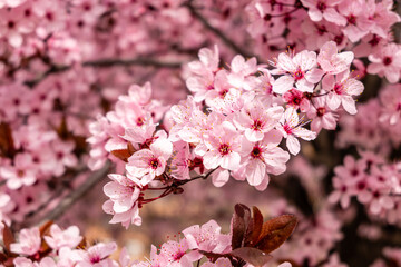 Cherry blossom, sakura flowers in a park in Madrid