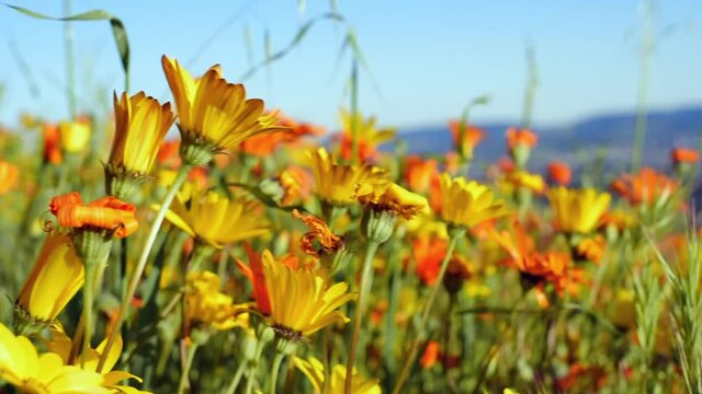 Close-up slow right pan of lush, blooming flowers in a sunny, warm spring field during a superbloom - Los Angeles, California