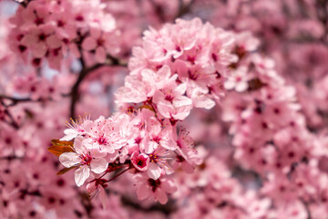 Fototapeta premium Cherry blossom, sakura flowers in a park in Madrid