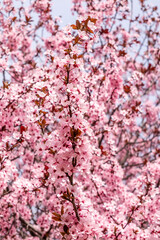 Cherry blossom, sakura flowers in a park in Madrid