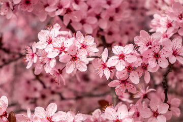 Obraz premium Cherry blossom, sakura flowers in a park in Madrid