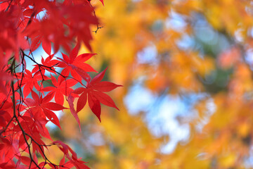 紅葉の背景